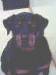 2fastforyou photo # 8