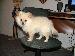 _dandie_18 photo # 5