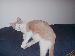 Animal88 photo # 3
