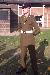 armylad19 photo # 9