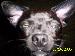 bigens14 photo # 10