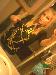 blondeone photo # 9