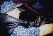 blueshadow photo # 2