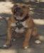 BOSS_DOGG photo # 10