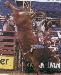 bullrider101 photo # 2