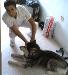 cangooo photo # 3