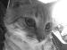 cat_38 photo # 4