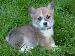 Corgi photo # 2
