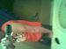 Da_Boss1 photo # 3