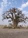Djumbe_64 photo # 10