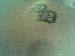 domm2317 photo # 6