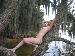 flaswing420 photo # 1