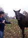 horsefarrier photo # 3