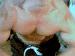 Macda1 photo # 11