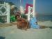 mao28 photo # 6