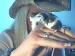 meow_ photo # 4