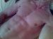 muscled_Gav photo # 8