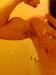 muscled_Gav photo # 1