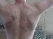 nettitus photo # 11