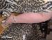 PiNkRiDeR_4U photo # 4