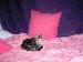 PiNkRiDeR_4U photo # 10