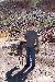 Pickle8long photo # 1