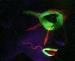 psyco_path photo # 8