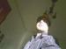 Randisco photo # 3
