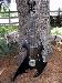 rhythmguitar photo # 3
