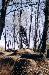 Ron_White photo # 6
