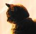 ShyWillow82 photo # 7