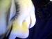 Splad photo # 4