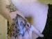 TonyYayo76 photo # 1