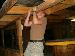 wildogg63 photo # 5