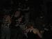 xJuggalettex photo # 5