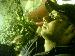 adoo