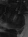 bogartin4561