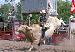 cowboyup1