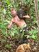 deshak