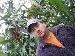 lathen