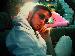 rommy