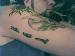 scorpianml