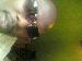 sngqamfaza