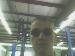 tj_mudpuppy