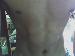 tom369