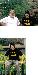 Winky_Willy