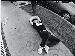 wiseguy0086